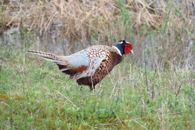 Ring-necked Pheasant