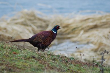 Pheasant