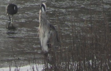 Heron