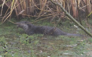 Otter Otter