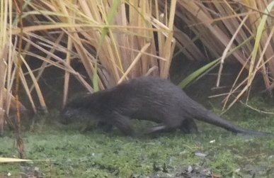 Otter