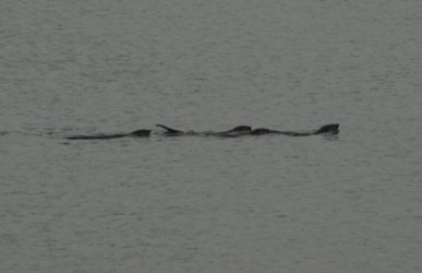 Otters