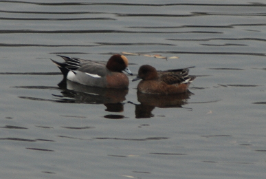 European Wigeon Wigeon