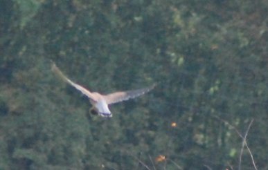 Kestrel