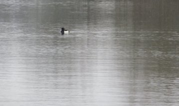 Tufted Duck