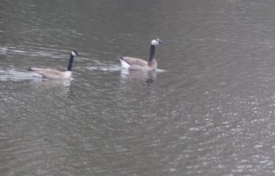 Goose