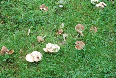 Fungi