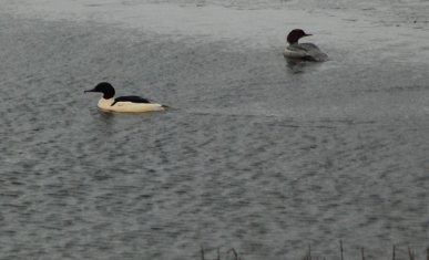 Goosander