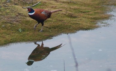 Pheasant
