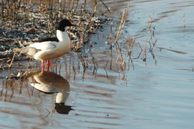 Goosander