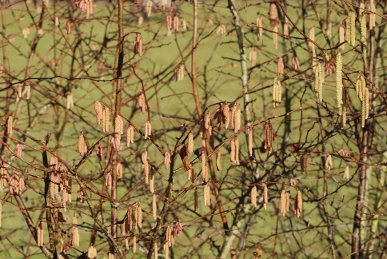 Catkins
