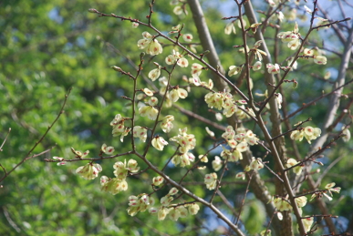 Dutch Elm flowers Elm