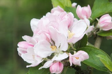 Apple Blossom
