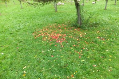 Apples