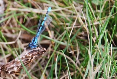 Damselfly