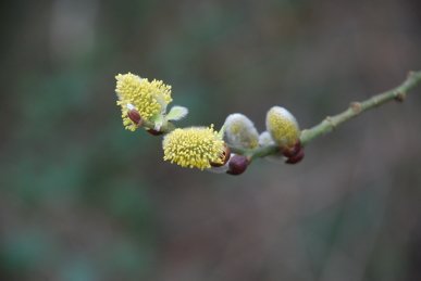 Pussy Willow