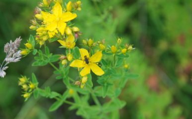 St Johns Wort