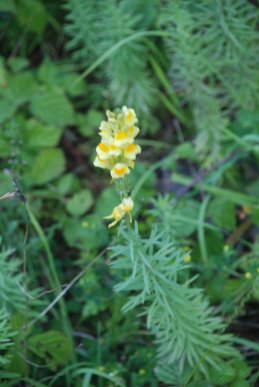 Common Toadflax