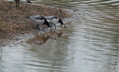 Barnacle Geese