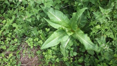 Teasel