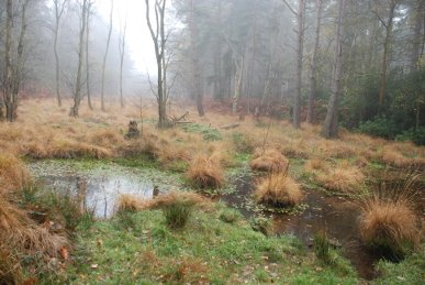 Bog