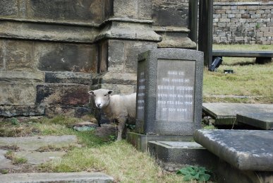 Sheep