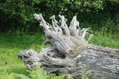 Dead Tree