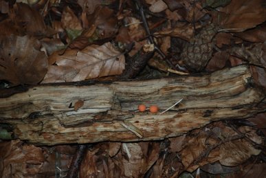 Fungus