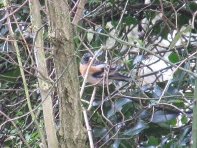 Brambling