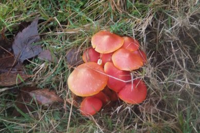 Fungi