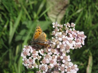 Small Copper