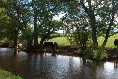 Cattle
