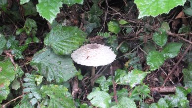 Shaggy Parasol