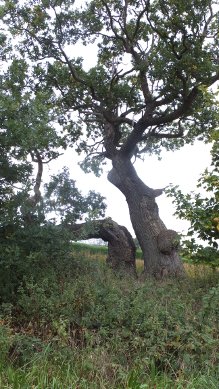 Oak