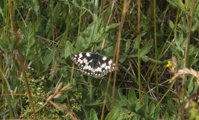 Marbled White