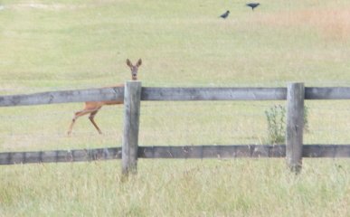 Deer