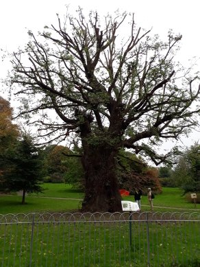 Elm