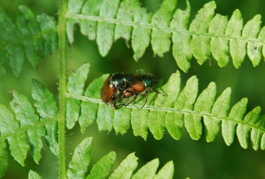 Chafer