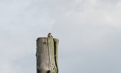 Pipit
