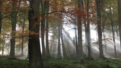 Sunbeams