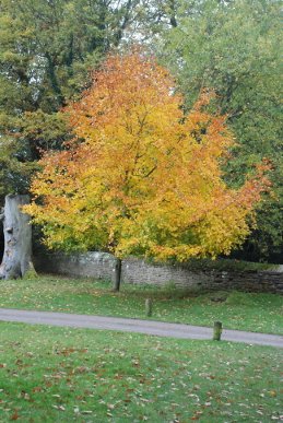 Autumn