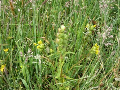 Yellow Rattle
