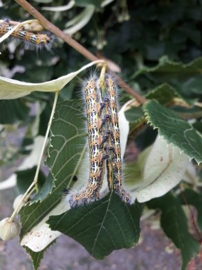 Caterpillars