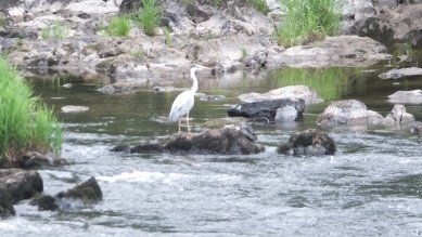 Heron