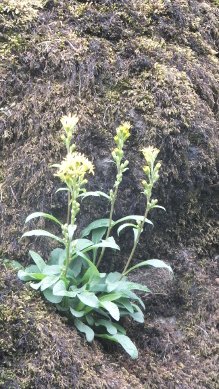 Tufted Loosestrife