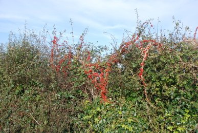 Berries