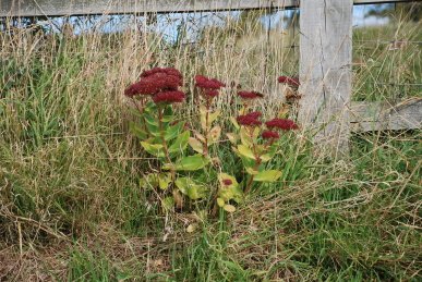 Orpine