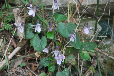 Violets