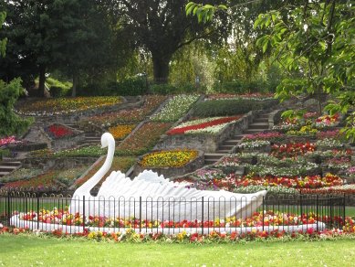 Swan