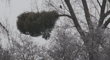 Buzzard